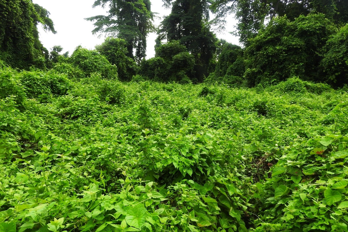 Walking through Jalthal forest exploring diversity, importance and degradation