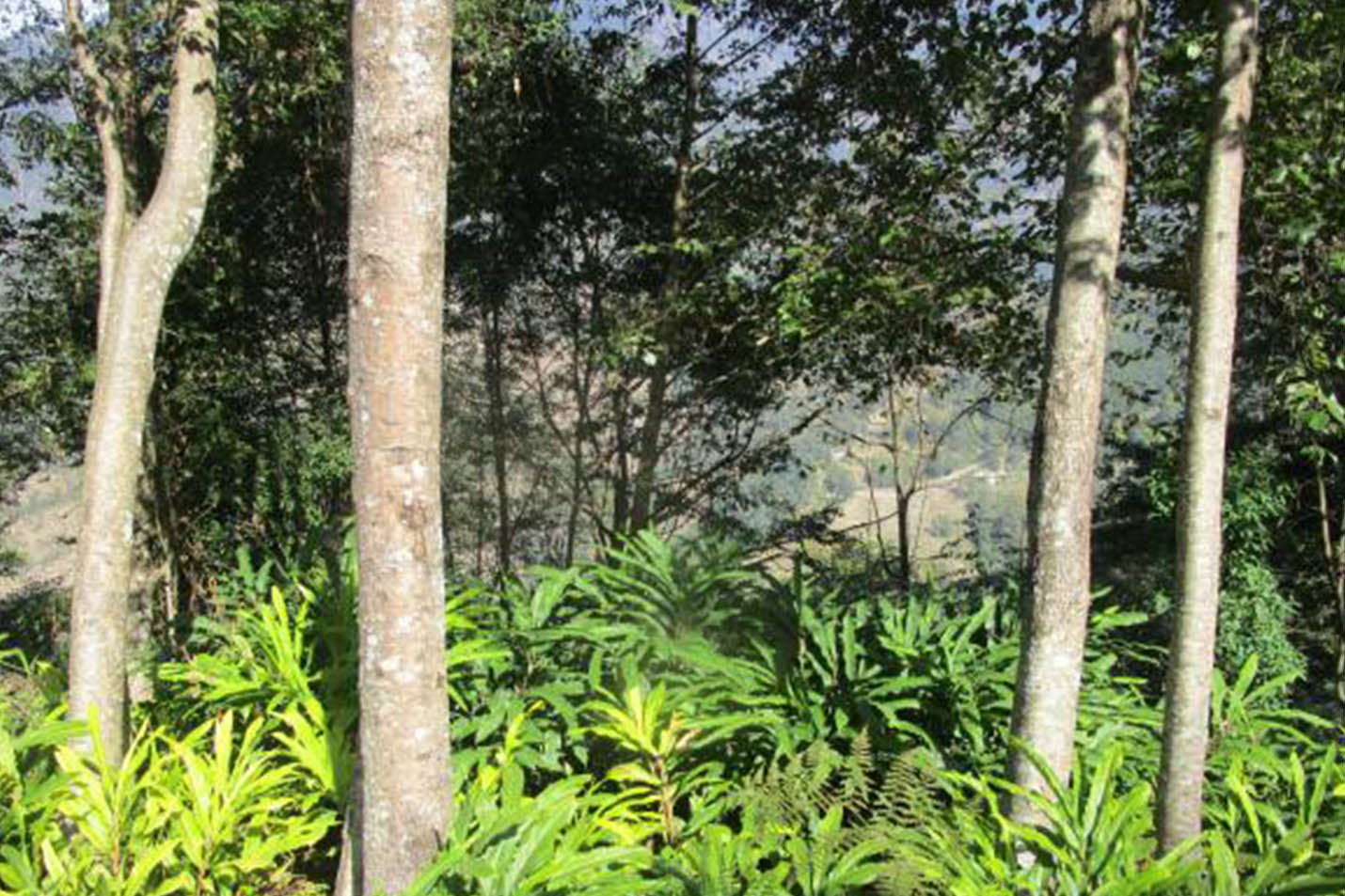 Opportunities and challenges for empowering Nepali women in community forestry