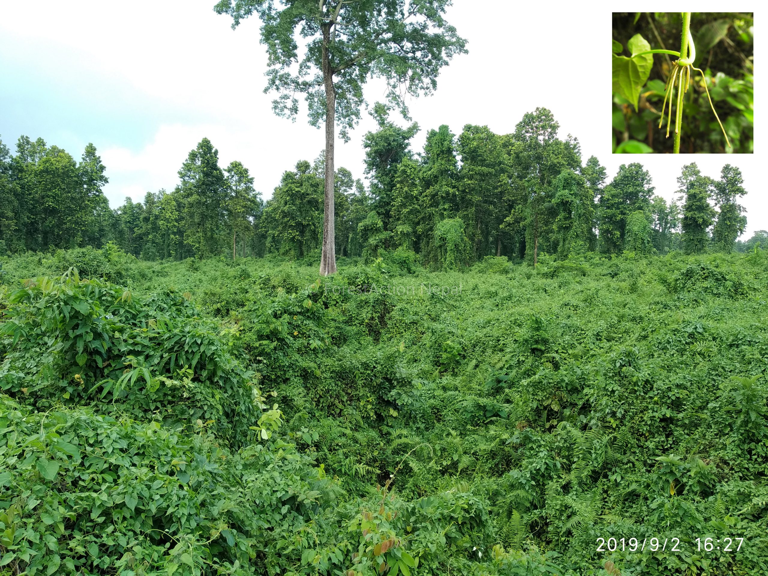 Combating invasion, restoring forest through turmeric plantation?
