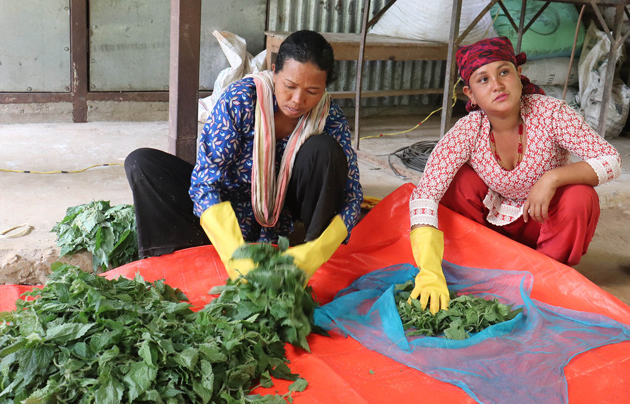 Neglected weeds economically empowers through rural women’s entrepreneurial initiatives