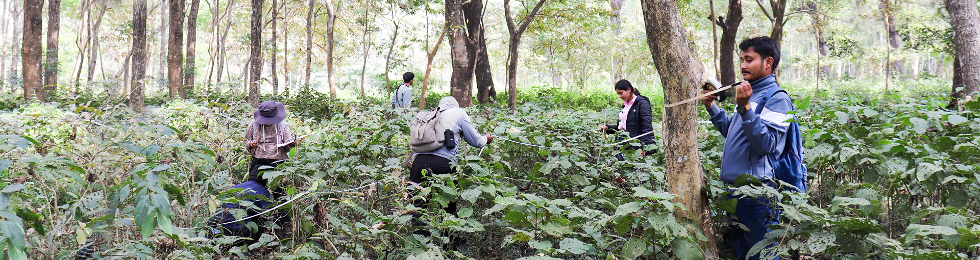 Forest Landscape Restoration