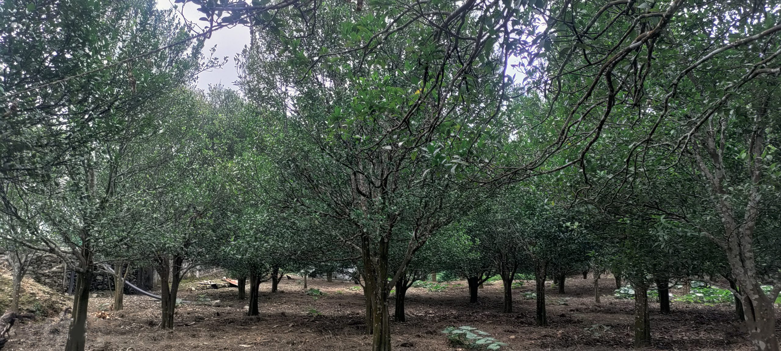 Citrus Decline in Gurung village, Tokdang, Ichhakamana: A growing concern