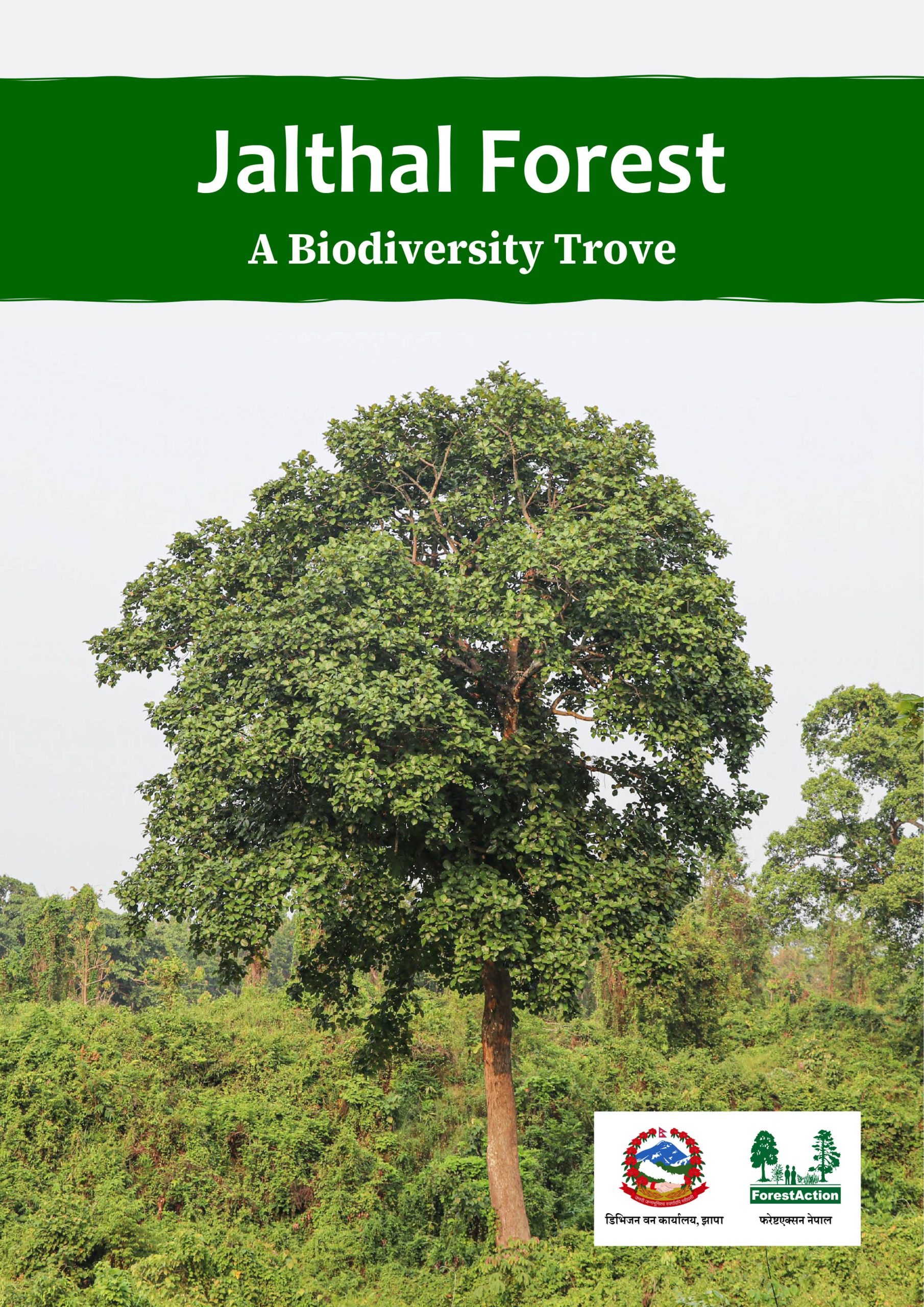 Jalthal Forest: A Biodiversity Trove