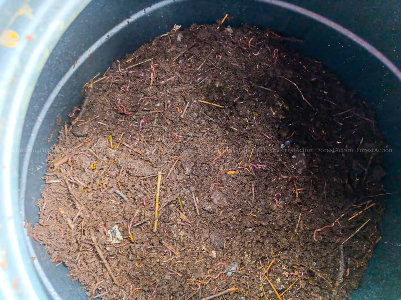 Field innovation in Dhusa: CAG members produce vermiwash and vermicompost tea from local resources