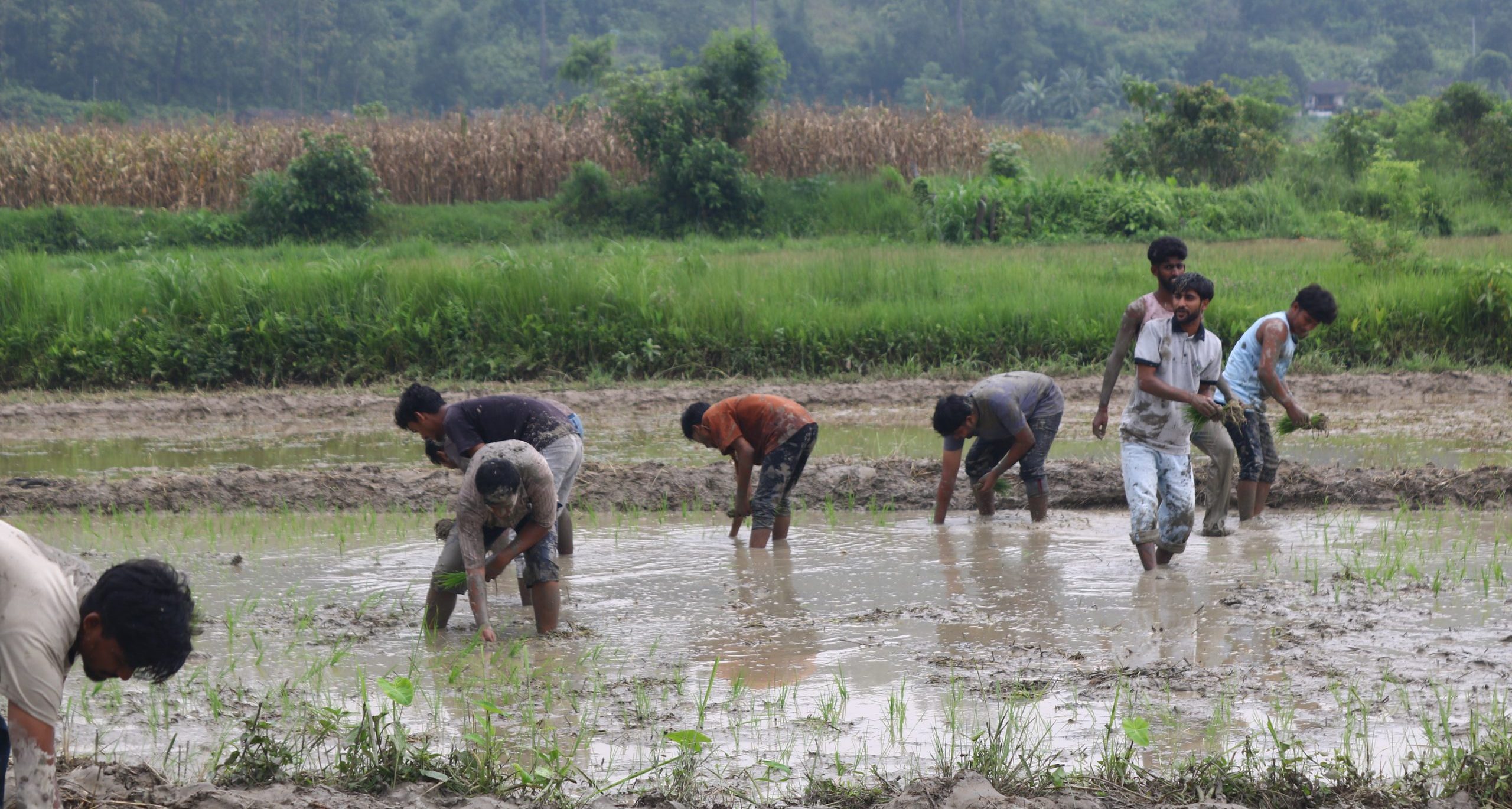 Bringing together youth, farmers, and communities to celebrate the 23rd National paddy Day and Rice Planting festival