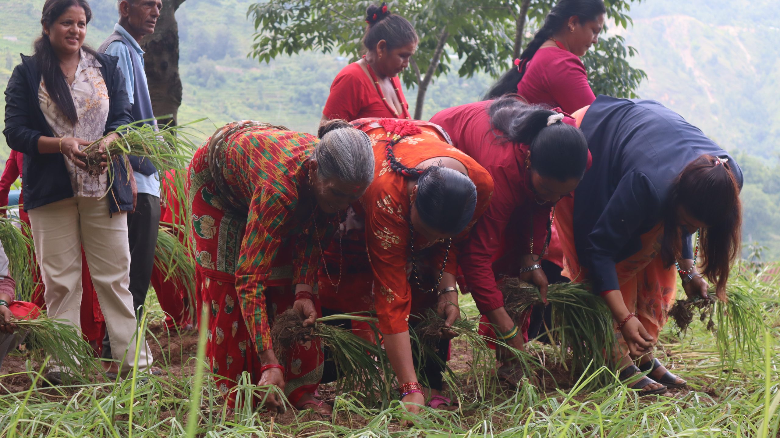 Celebrating Millets day: Advancing food and nutrition security